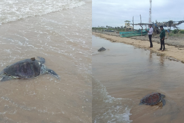 இறந்து கரையொதுங்கிய கடலாமைகள்; காரணம் என்ன? | Dead Sea Turtles What Is The Reason Mannar