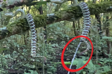 பாம்பு மரத்திலிருந்து என்ன பண்ணுதுன்னு பாருங்க: வைரலாகும் அரிய காணொளி