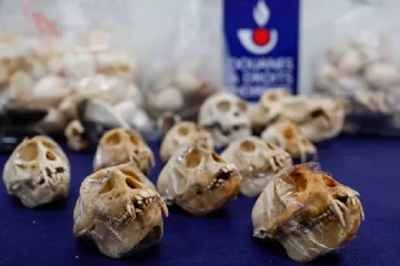 பாரிஸ் விமான நிலையத்தில் பறிமுதல் செய்யப்பட்ட குரங்கு மண்டை ஓடுகள்: அதிர்ச்சி பின்னணி