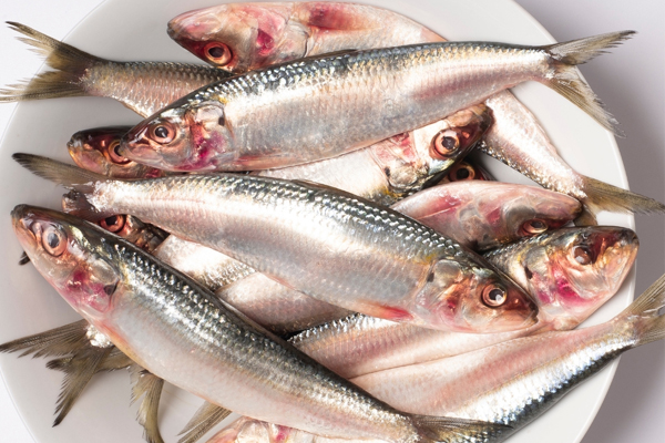 மழைக்காலங்களில் மீன் வாங்கும் போது ஏமாந்திடாதீங்க... இப்படித்தான் பார்த்து வாங்கனுமாம் | How To Check Fresh Or Spoiled Fish மழைக்காலங்களில் மீன் வாங்கும் போது ஏமாந்திடாதீங்க... இப்படித்தான் பார்த்து வாங்கனுமாம் | How To Check Fresh Or Spoiled Fish