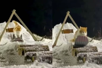 ஐஸ்கட்டியில் சறுக்கு மரம் விளையாடும் பூனை! ஜாலியான பயணம்..