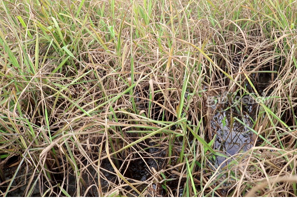 கிளிநொச்சியில் மழை வெள்ளம் காரணமாக அழிவடைந்துள்ள நெற்செய்கை (Photos) | Paddy Field Destroyed Due To Rain In Kilinochchi