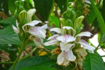 இயற்கை ஆக்ஸிஜனை பெற்று உடல் நோய்களை விரட்டும் செடி... வீட்டு முன் வைச்சு பாருங்க.....!