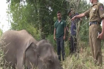 ரயிலுடன் மோதி பரிதாபமாக உயிரிழந்த நான்கு ஜீவன்கள்