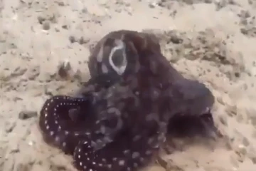 நிறத்திற்கு நிறம் மாறும் Octopus - ஆச்சரியப்படுத்தும் அரியவகை வீடியோ வைரல்