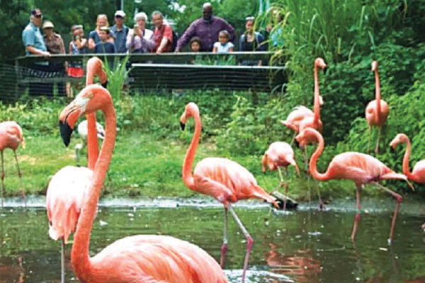 கனடாவில் உள்ள மிருகக் காட்சிசாலைக்கு ஏற்பட்ட நிலை! | Toronto Zoo Closing Bird Aviaries After Bird Flu