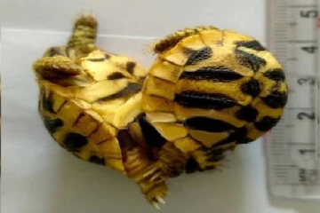 இரட்டை நட்சத்திர ஆமைகளை மீட்ட கால்நடை மருத்துவப்பிரிவினர்