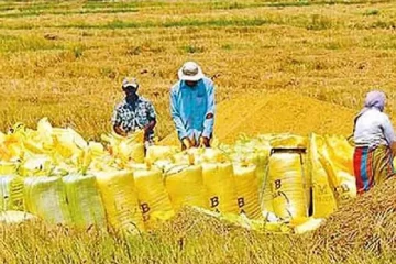 වී මාෆියාවට තිත තියන්න රජයෙන් අලුත් පියවරක් - මෙවර වී මිලදී ගැනීම සමුපකාරයට