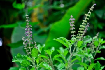 துளசியில் ஒளிந்திருக்கும் அற்புத மருத்துவ குணங்கள்! பல நோய்களுக்கு தீர்வு தரும்