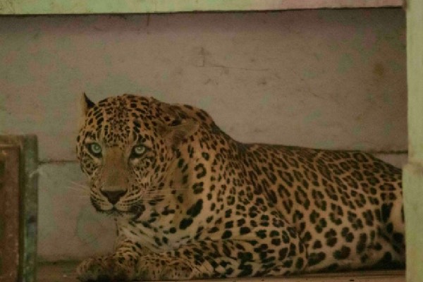இலங்கையில் பொறியில் சிக்கிய சிறுத்தை குட்டி: தோட்ட உரிமையாளர் கைது! | Leopard Caught In A Trap Garden Owner Was Arrested