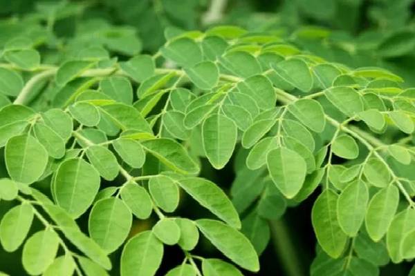 ரத்த சோகைக்கு முடிவு கட்டும் முருங்கைகீரை பொரியல்! இவ்வளவு மருத்துவ குணங்கள் இருக்கா? | Amazing Health Benefits Of Drumstick Leaves