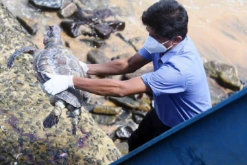 காலி முகத்திடலில் கரையொதுங்கிய மற்றுமொரு ஆமை