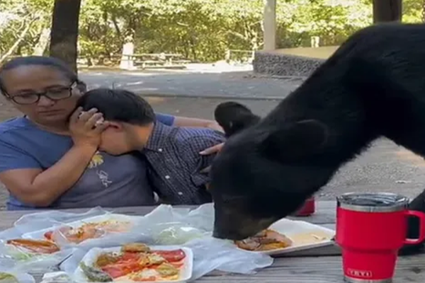 பிறந்தநாள் கொண்டாட்டத்தில் அழையா விருந்தாளியாக வந்த கரடி! | Bear Was An Uninvited Guest Birthday Party