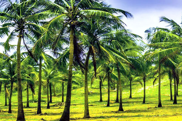 இந்த விருட்சங்களை வணங்குவதால் என்ன நன்மைகள் கிடைக்கும் தெரியுமா? | Benefits Of Worshiping These 11 Trees