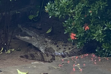 அம்பாறை - மட்டக்களப்பில் தொடரும் கன மழை: நீர் நிலைகளில் இருந்து வெளியேறும் முதலைகள்