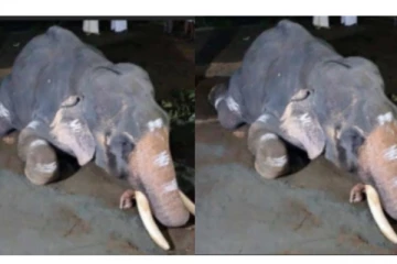 பாகனின் சித்ரவதையால் மச்சத்கர்ணன் யானை உயிரிழந்தது - நெஞ்சை ரணமாக்கும் புகைப்படம் வைரல்..!