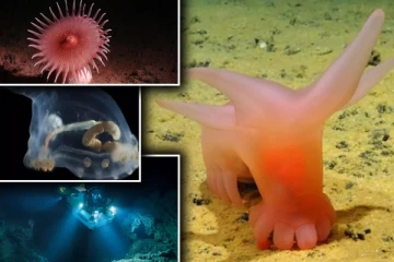 ஆழ்கடலில் ஏலியன் உருவில் புதிய உயிரினம் : அதிர்ச்சியில் ஆராய்ச்சியாளர்கள்