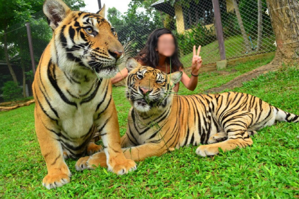 இரண்டே வாரங்களில் 72 புலிகள் உயிரிழப்பு! தாய்லாந்து சுற்றுலா தலத்தில் பேரழிவு | 72 Tiger Deaths Shock Thailand Park இரண்டே வாரங்களில் 72 புலிகள் உயிரிழப்பு! தாய்லாந்து சுற்றுலா தலத்தில் பேரழிவு | 72 Tiger Deaths Shock Thailand Park