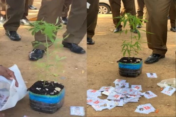 போராட்டக்கள கூடாரங்களில் இருந்து மீட்கப்பட்ட கஞ்சா செடிகள்!