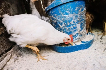 வெள்ளத்தில் சிக்கி இறந்த கோழிகள் விற்பனை; அறிந்தால் தகவல் தரவும்!