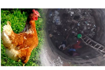 கோழியை பிடிக்கச் சென்று 50 அடி ஆழ கிணற்றில் விழுந்த இளைஞர்...! - பரபரப்பு சம்பவம்