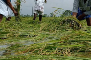 இலங்கை விவசாயிகளுக்கு மகிழ்ச்சித் தகவல்; காப்பீட்டு சபை இழப்பீடு
