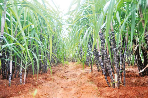 அதிகரிக்கப்படும் சீனி விலை | Increased Sugar Prices