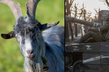 உக்ரைனிய ஆடு கூட ரஷ்யப் படைவீரர்களுக்கெதிராக போராடும் போலும்... ஒரு சுவாரஸ்ய நிகழ்வு