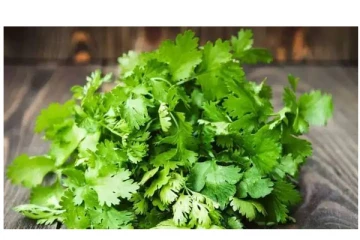 சர்க்கரை நோயை குணப்படுத்தும் கொத்தமல்லி! எப்படி சாப்பிட வேண்டும்?