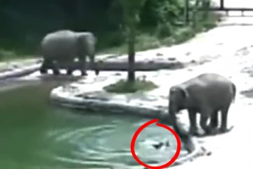 மனிதர்களை போல் நடந்துகொண்ட யானைகள்! குட்டிக்கு ஆபத்து வந்ததும் தாய் யானை செய்த செயல்