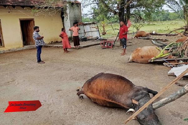 வவுனியாவில் வெள்ளத்தில் சிக்கி பல கால்நடைகள் உயிரிழப்பு | Many Livestock Die In Floods In Vavuniya