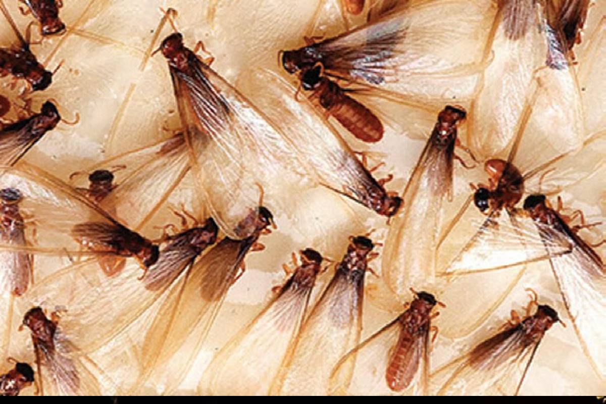 ஈசல்கள் மின்விளக்கை சுற்றி வட்டமிடுவதற்கு இது தான் காரணமா? | Why Rain Flies Circle Around Lights