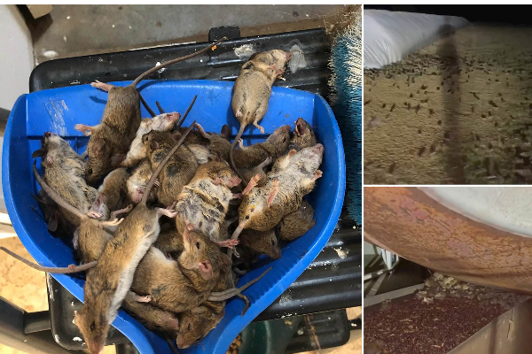 தூக்கத்தில் பெண்ணுக்கு நடந்த அவலம்.... விழித்து பார்த்த போது காத்திருந்த பேரதிர்ச்சி | Australian Farmers And Factories Are Facing A