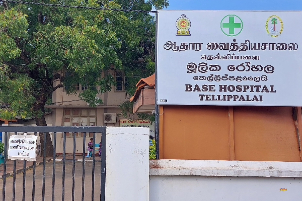 யாழில் குளவிக் கொட்டுக்கு உள்ளான வயோதிப பெண்ணுக்கு நேர்ந்த துயரம் | Elderly Woman Dies After Being Stung By Wasp