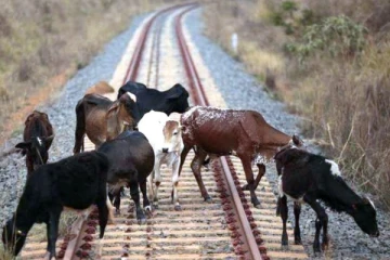 20க்கும் மேற்பட்ட பசுக்கள்; ஓடும் ரயில் மீது தள்ளிவிட்ட விவசாயிகள் - அதிர்ச்சி