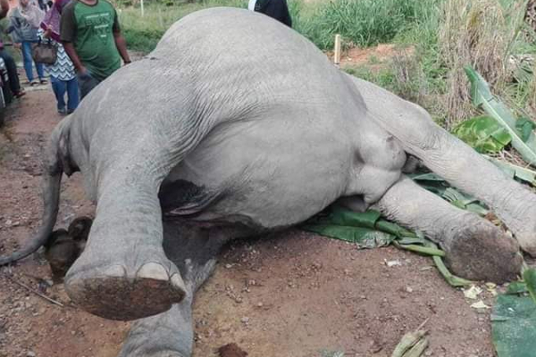 முல்லைத்தீவில் தும்பிக்கை வெட்டி கொல்லப்பட்ட யானை | An Elephant Killed By Cutting Trunk In Mullaitivi