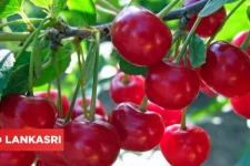 இந்த பழத்தை தொடர்ந்து சாப்பிட்டால் என்றும் இளமைதான்!