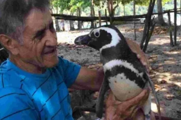 8000 கிலோ மீட்டர் பயணம் செய்து முதியவருக்கு சர்ப்ரைஸ் கொடுத்த பென்குயின்!