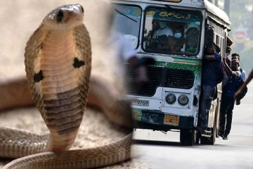 பேருந்தில் பயணித்த பாம்பால் பயணிகள் அல்லோலகல்லோலம்!