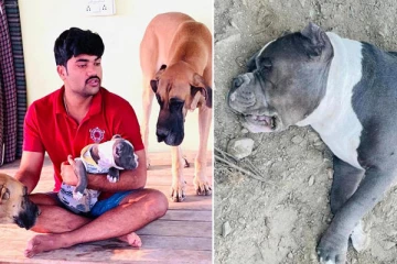 தன்னை செல்லமாக வளர்த்தவரைக் காப்பாற்ற பாம்புடன் போராடிய நாய்க்கு நேர்ந்த பரிதாபம்