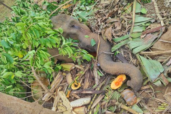 20 நாட்களாக உயிருக்கு போராடி வந்த காட்டுயானைக்கு நேர்ந்த சோகம்! | Death Of A Wild Elephant Batticaloa