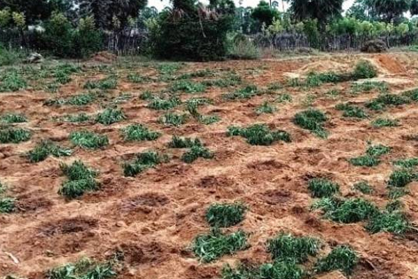 கிளிநொச்சியில் விசமிகள் ஆட்டூழியம்: பரிதாப நிலையில் மாற்றுத்திறனாளி குடும்பம் | Kilinochchi Disabled Family Miserable Condition