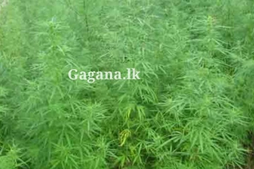 හොර රහසෙම ජයටම කරගෙන ගිය ගංජා හේන - ලක්ෂ 20කට වඩා වටිනාකමක්.