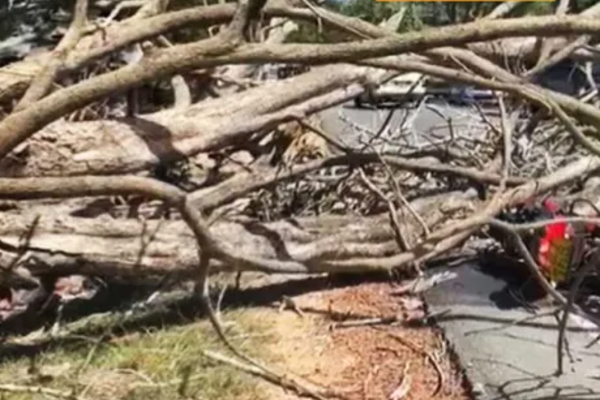 நடு வீதியில் முறிந்து விழுந்த பாரிய மரம் ; இருவர் படுகாயம் | Huge Tree Falls On Road Two People Injured நடு வீதியில் முறிந்து விழுந்த பாரிய மரம் ; இருவர் படுகாயம் | Huge Tree Falls On Road Two People Injured