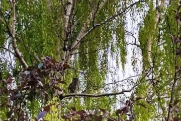 சவாலை ஏற்க தயாரா? 30 நொடிகளில் 3 ஆந்தைகளை கண்டுப்பிடியுங்கள்