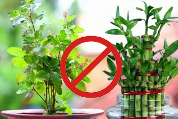 வாஸ்து: உங்க வீடுகளில் இந்த செடிகள் இருந்தால் உடனே அகற்றி விடுங்கள்