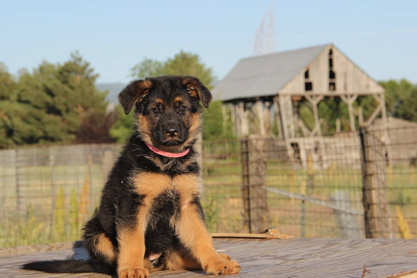 செல்லமாக வளர்க்கப்பட்ட நாய்க்குட்டியை திருடியவர் கைது | Person Who Stole A German Shepherd Puppy