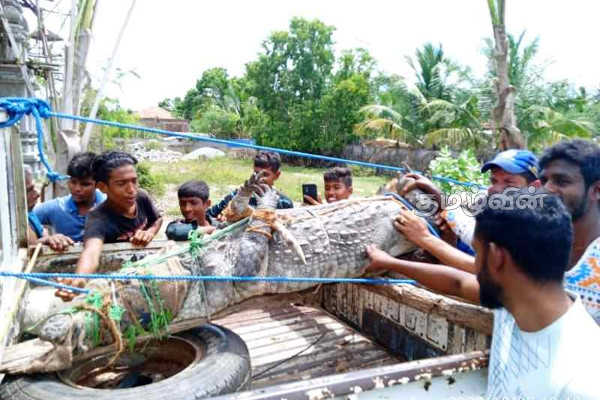கிராமத்திற்குள் புகுந்த இராட்சத முதலை மடக்கிப்பிடிப்பு (VIDEO) | Crocodile Wrap Batticalo