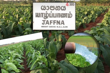 புகையிலையின் கர்ம வினையா... யாழ்ப்பாணக் குடிநீரில் நஞ்சாகும் ‘நைட்ரேட்’