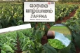 புகையிலையின் கர்ம வினையா... யாழ்ப்பாணக் குடிநீரில் நஞ்சாகும் ‘நைட்ரேட்’